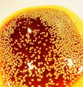 成都正宗川味卤料配方该如何使用？川菜锅底红油制作流程分享！